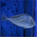 BLUE SPOT NASO TANG